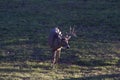 White-tailed Deer Buck 818225