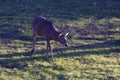 White-tailed Deer Buck 818227