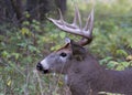 A White-tailed deer buck portrait walking through the meadow during the autumn rut in Canada Royalty Free Stock Photo