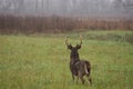 White-tailed deer buck in rain Royalty Free Stock Photo