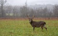 White-tailed deer buck in rain Royalty Free Stock Photo