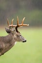 White-tailed deer buck in rain Royalty Free Stock Photo