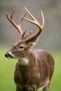 White-tailed deer buck in rain Royalty Free Stock Photo