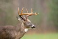 White-tailed deer buck in rain Royalty Free Stock Photo