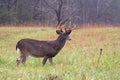 White-tailed deer buck in rain Royalty Free Stock Photo