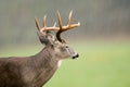 White-tailed deer buck in rain Royalty Free Stock Photo