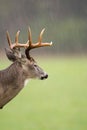 White-tailed deer buck in rain Royalty Free Stock Photo