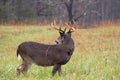 White-tailed deer buck in rain Royalty Free Stock Photo