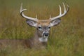 White-tailed deer buck resting in the grass Royalty Free Stock Photo