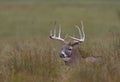 A White-tailed deer buck resting in the grass in autumn during the rut in Canada Royalty Free Stock Photo