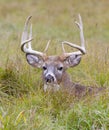 A White-tailed deer buck resting in the grass during the rut in autumn in Canada Royalty Free Stock Photo