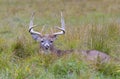 A White-tailed deer buck resting in the grass during the rut in autumn in Canada Royalty Free Stock Photo