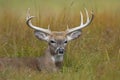 A White-tailed deer buck resting in the grass during the rut in autumn in Canada Royalty Free Stock Photo