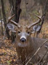 A White-tailed deer buck resting in the grass during the rut in autumn in Canada Royalty Free Stock Photo