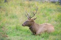 White-tailed deer buck resting in the grass during the rut in autumn season. Buck at maturity age. Royalty Free Stock Photo