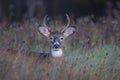A White-tailed deer buck resting in the meadow during the autumn rut in Canada Royalty Free Stock Photo