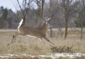A White-tailed Deer Buck Running Through The Meadow After A Doe During The Rut In Canada