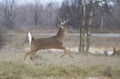 A White-tailed Deer Buck Running Through The Meadow After A Doe During The Rut In Canada
