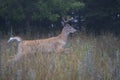 A White-tailed deer buck running through the meadow early summer morning in Canada Royalty Free Stock Photo