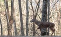 White-tailed deer buck running through the woods Royalty Free Stock Photo