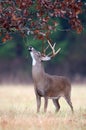 White-tailed deer buck rut behavior Royalty Free Stock Photo