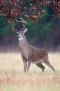 White-tailed deer buck rut behavior Royalty Free Stock Photo