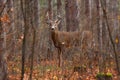 A White-tailed deer buck in rut in the forest Royalty Free Stock Photo