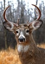 A White-tailed deer buck in rut in the forest Royalty Free Stock Photo