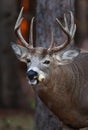 A White-tailed deer buck in rut in the forest eating corn Royalty Free Stock Photo