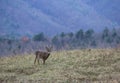 Portrait of a White Tailed Deer Buck with mountains in the background. Royalty Free Stock Photo