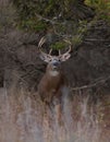 White-tailed deer buck in autumn rut Royalty Free Stock Photo