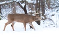 White-tailed deer buck in winter Royalty Free Stock Photo