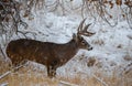 A Beautiful White-tailed Deer Buck in a Snowstorm