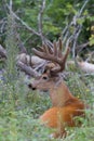 White-tailed deer buck in spring resting in the grass Royalty Free Stock Photo