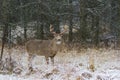 A white-tailed deer buck standing in the falling snow Royalty Free Stock Photo