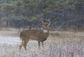 A white-tailed deer buck standing in the falling snow Royalty Free Stock Photo