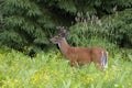 A White-tailed deer buck standing in a field full of yellow wildflowers in Ottawa, Canada