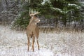 White-tailed deer buck standing in the field in winter snow in Canada Royalty Free Stock Photo