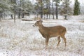 White-tailed deer buck standing in the field in winter snow in Canada Royalty Free Stock Photo