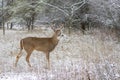 A White-tailed deer buck standing in the field in the winter snow in Canada Royalty Free Stock Photo