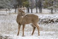 A White-tailed deer buck standing in the field in the winter snow in Canada Royalty Free Stock Photo