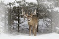 A White-tailed deer buck standing in a field in winter snow in Canada Royalty Free Stock Photo