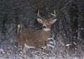 A White-tailed deer buck standing in a snowy meadow in autumn rut in Canada Royalty Free Stock Photo