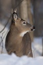 A White-tailed deer buck standing in a snowy meadow in autumn rut in Canada Royalty Free Stock Photo