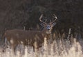 A White-tailed deer buck standing in a meadow in autumn rut in Canada Royalty Free Stock Photo