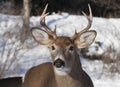 A White-tailed deer buck standing in a snowy meadow in autumn rut in Canada Royalty Free Stock Photo