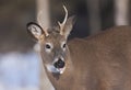 A White-tailed deer buck standing in a snowy meadow in autumn rut in Canada Royalty Free Stock Photo