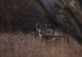 A White-tailed deer buck standing in a meadow in the autumn rut in Canada Royalty Free Stock Photo