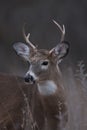 A White-tailed deer buck standing in a meadow in autumn rut in Canada Royalty Free Stock Photo