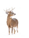 White-tailed deer buck isolated on white background standing in the falling snow in Canada Royalty Free Stock Photo